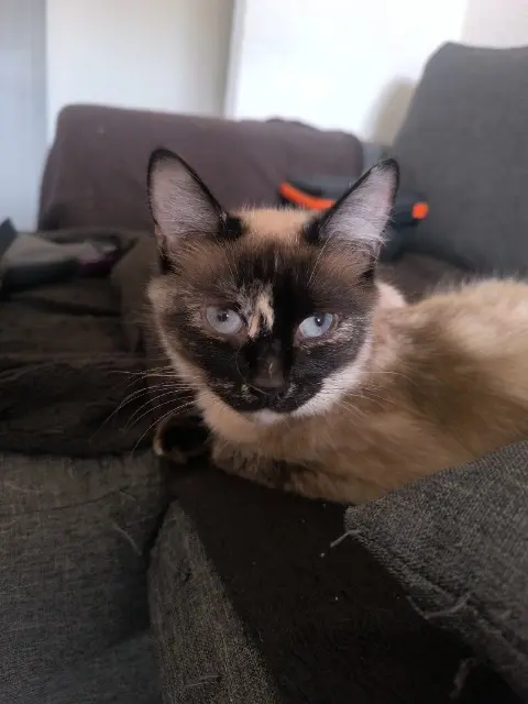 chatte lost   66500 Prades Cléo " Blanchette"